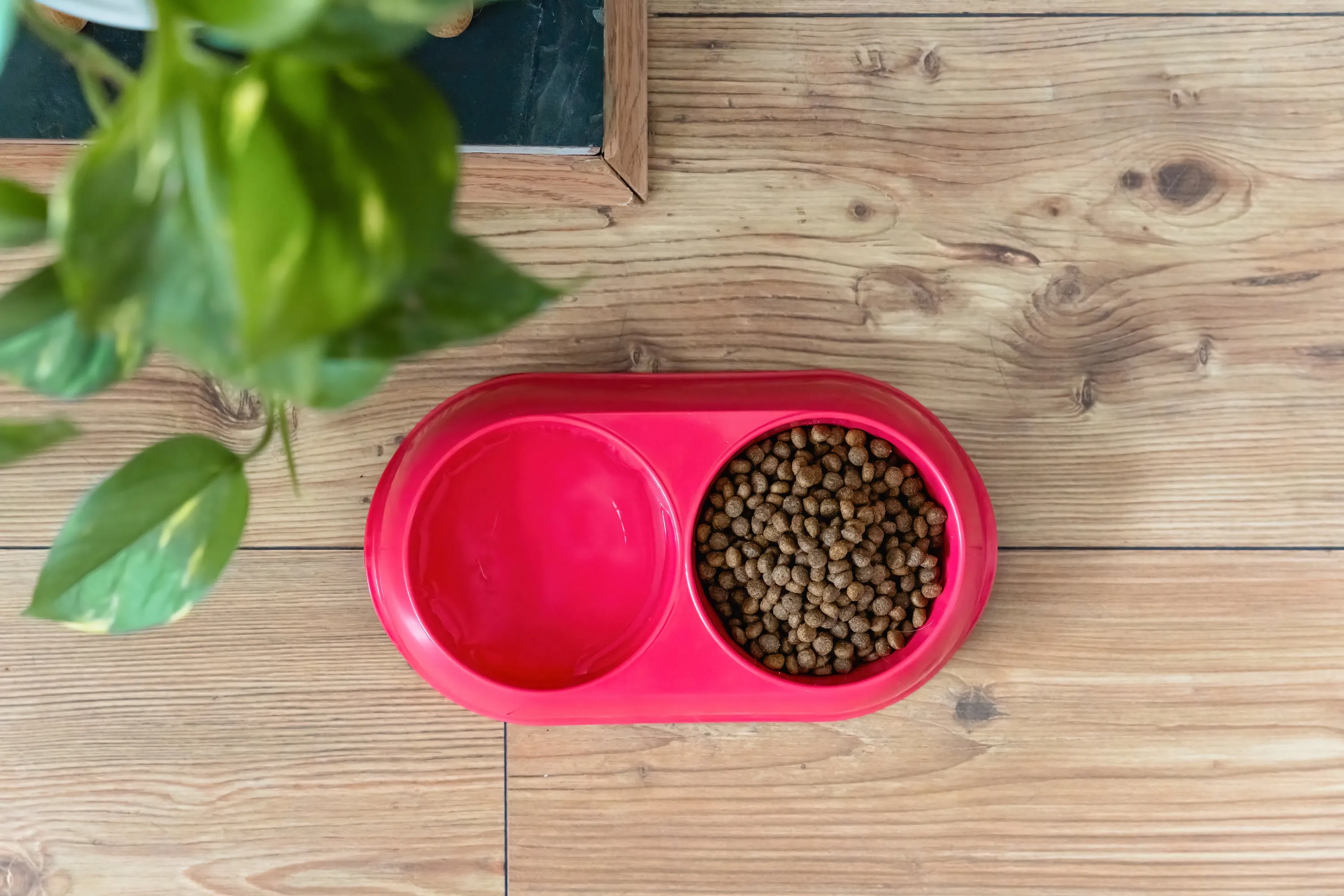 Double Cat Food Bowls