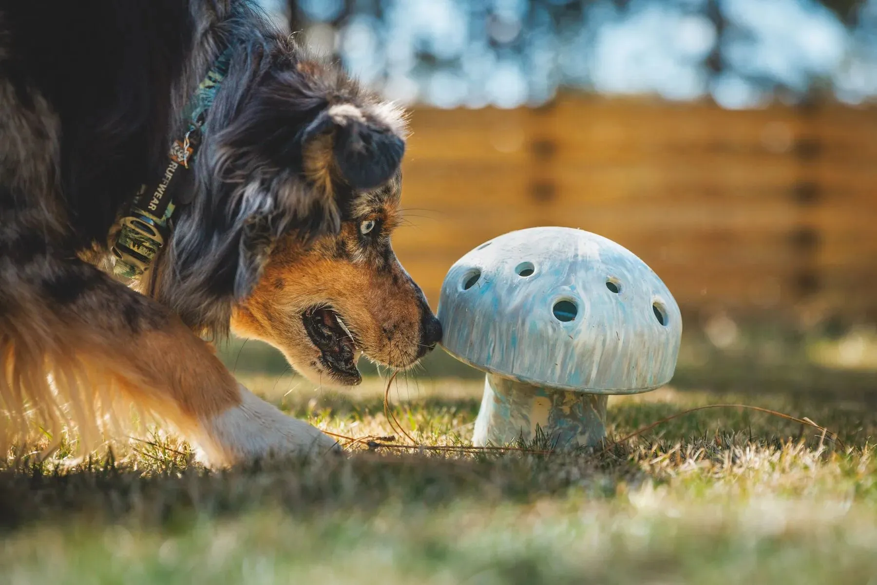 Ruffwear Porcini™ Chew Resistant Slow Feeding Dog Toy (Blue Prism)